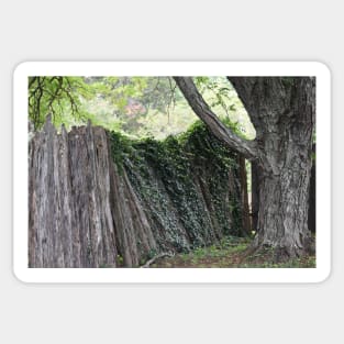 Overgrown wooden fence Sticker